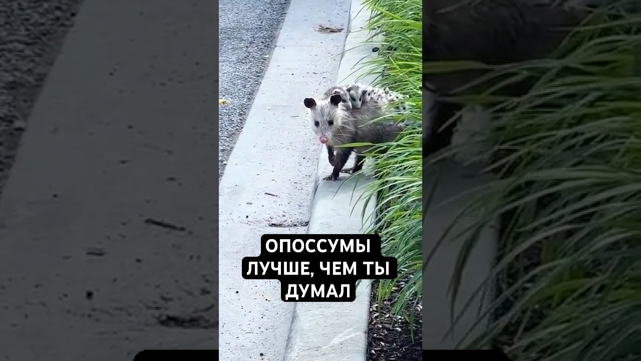 Вот Почему Опоссумы Лучше, Чем Ты Думал — Transcript