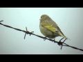 Kulczyk syryjski (Serinus syriacus)-Syrian Serin