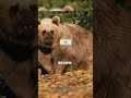 Brown Bears: Nature’s Furry Powerhouses! 🐻🔥 #shorts  #bears
