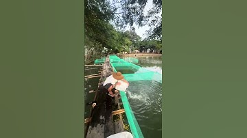 Cung cấp số lượng lớn cá giống nước ngọt. 0909770509 #cá_giống #trại_cá_giống_út_me #traicagiong