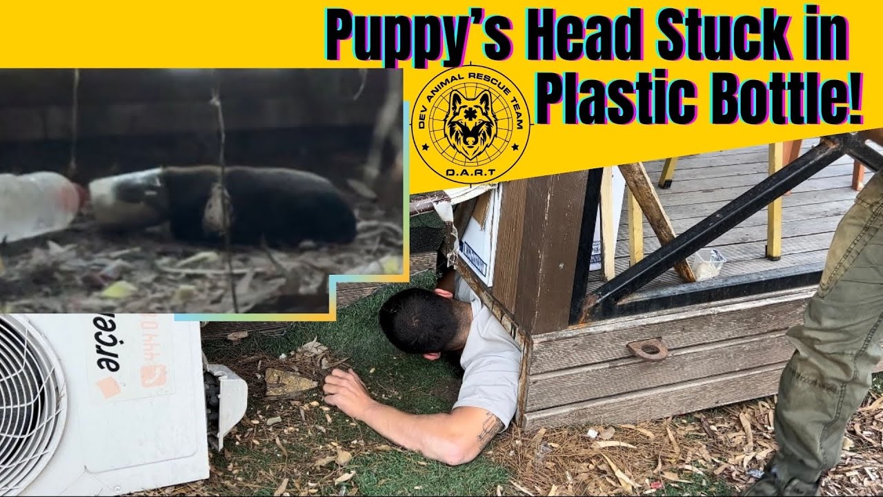 We encountered a puppy stuck in a bottle! - YouTube