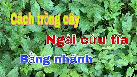🇦🇺 129 Cuộc Sống Úc. Cách chia sẻ trồng cây ngải cứu tía bằng nhánh không cần gốc mà vẫn tốt.