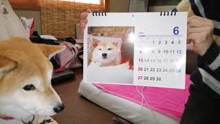 【豆柴そら】2021年カレンダー作ってみた2021 dog calendar