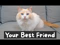 Pros and cons of owning a cat  the cat butler