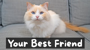 Pros and Cons of Owning a Cat | The Cat Butler