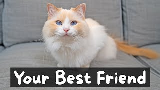 Pros and Cons of Owning a Cat | The Cat Butler