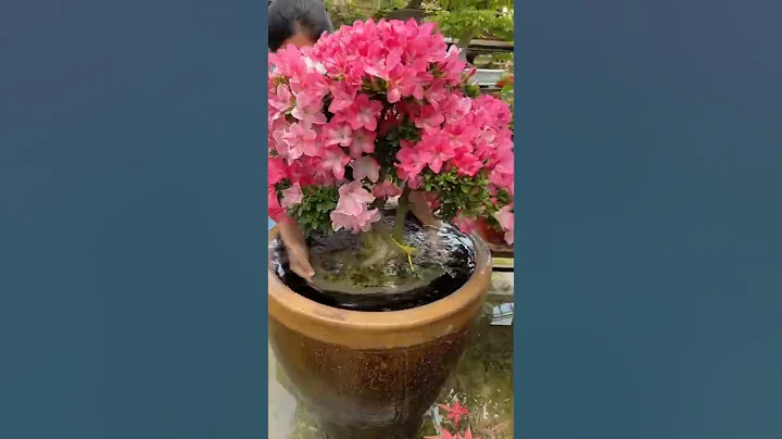Azalea Bonsai Watering Tips Only Water The Potting Soil Not The Flowers #satisfying #short - DayDayNews