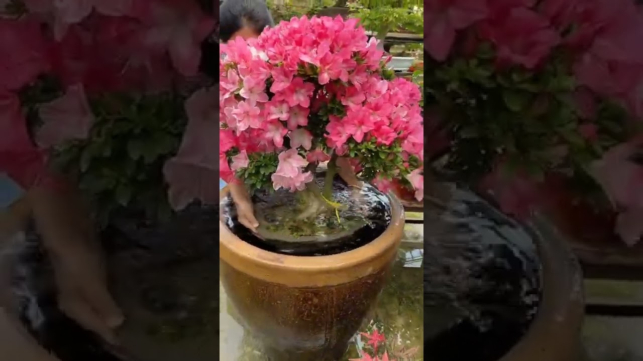Watch Azalea Bonsai Watering Tips Only Water The Potting Soil Not The Flowers #satisfying #short on YouTube Watch Azalea Bonsai Watering Tips Only Water The Potting Soil Not The Flowers #satisfying #short on YouTube