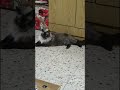 احذروا من الي لابسة ثوب الحنان اكسبلور مغتربة في فرنسا Cat قطط النظافه احذروا من الي لابسة ثوب الحنان اكسبلور مغتربة في فرنسا Cat قطط النظافه