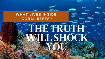 The Ocean’s Hidden Architects: Coral Reefs Explained