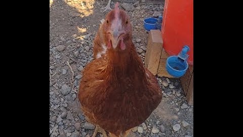 5 gallon bucket nesting boxes