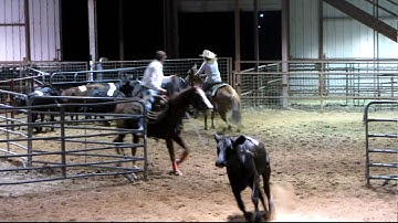 Valley View Ranch  - Kitty sorting -   ***For info, price, etc., go to our website***