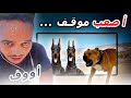 آش وقع لخالد مع الصباح في البحر | Khalid lidlissi & dala