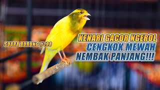 SUARA BURUNG |198| Kenari GACOR PANJANG INI Cocok untuk Masteran KENARI PAUD dan Kenari Macet BUNYI