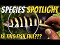 Discover the misunderstood banded leporinus fish  leporinus fasciatus