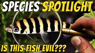 Discover the Misunderstood Banded Leporinus - Leporinus fasciatus Thumbnail