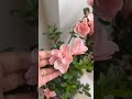 azalea plant #plantlove #flowers #greenlove #plants #garden #nature