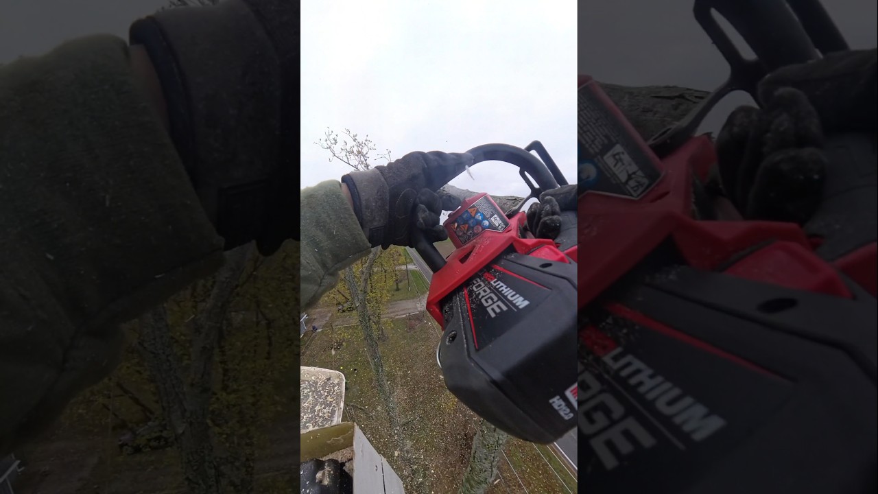 360° View: Roping a Limb Over Power Lines with Milwaukee Electric ...