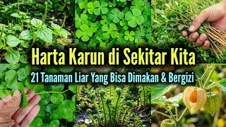 21 Edible Wild Plants That Are Easy To Find Around Us