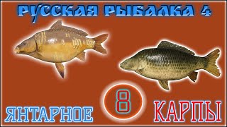 РР4 ЯНТАРНОЕ КАРПЫ Ч.8 / РУССКАЯ РЫБАЛКА 4 КАРПЫ Ч.8 / RUSSIAN FISHING 4 AMBER LAKE CARP PT.8