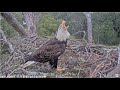 AEF NEFL ~ V3 Returns To His Nest Vocal &amp; Assertive! Keeping Eagle Visitors OUT! 11.14.23