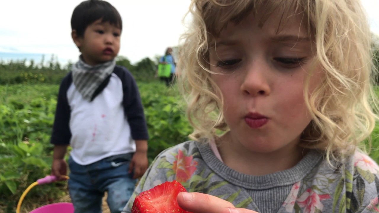 Strawberry Picking 2017 YouTube