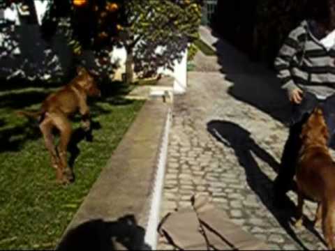 Rhodesian Ridgeback Buda - The young lyon