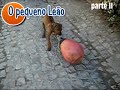 Rhodesian Ridgeback Buda - The young lyon