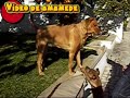 Rhodesian Ridgeback Buda - The young lyon