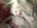 New American Bobtail Kittens の動画、YouTube動画。