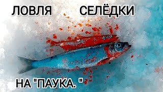 видео: Ловлю селёдку на  картинка: Ловлю селёдку на