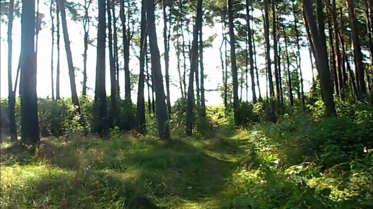 A walk to the lake through the wood -Lesnoy,Russia - YouTube