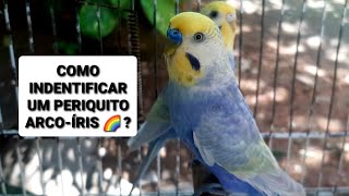 Como indentificar um periquitos arco-íris 🌈 ? by Carlos Augusto criações 962 views 2 months ago 13 minutes, 59 seconds