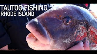 TAUTOG Fishing in Rhode Island. Caught our limit by 10am with Flippin Out Charters.