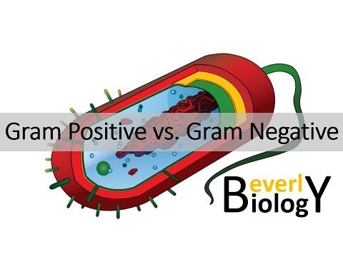 Video: Forskellen Mellem Gram Positiv Og Gram Negativ Cellevæg