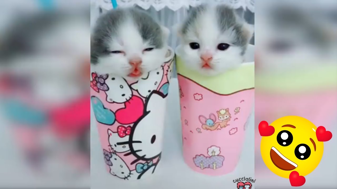 Gattini - Compilation 2023 di gattini divertenti e carini - YouTube