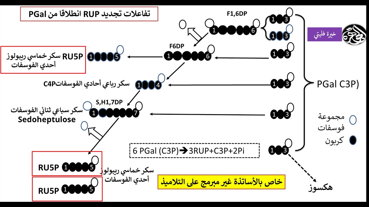 فيديو خاص بالأستاذ تجديد Rudip