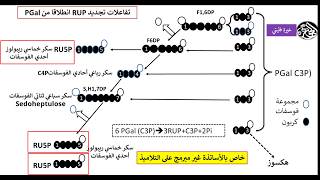 فيديو خاص بالأستاذ تجديد Rudip