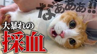 ロビンが採血中に大暴れ…！！叫び声が絶えない健康診断が過酷すぎました…。