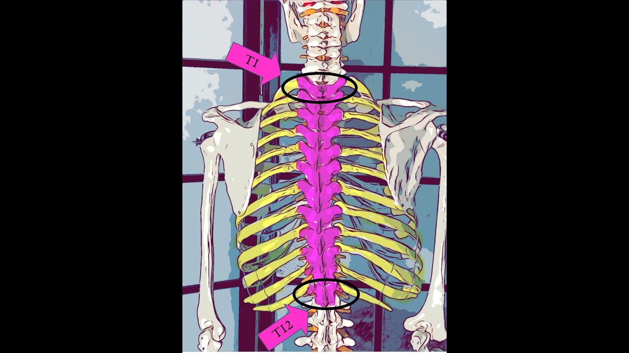 Dance Technique:  Two Ways to Practice Alignment of the Rib Cage Barrel at the Vertebrae