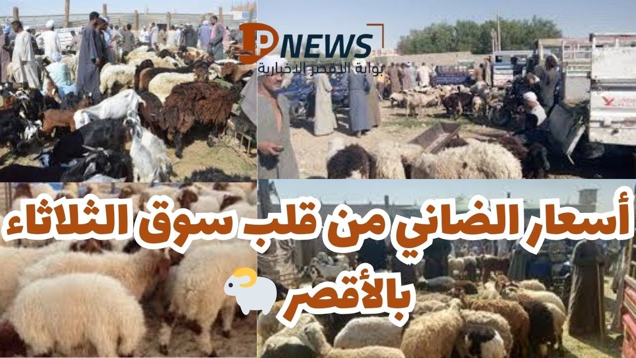 تعرف على أسعار الضاني بسوق الثلاثاء في الأقصر 🐑🔥 أحدث أسعار الخرفان والماعز