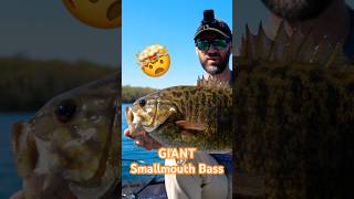 Catching GIANT Smallmouth Bass in Northern WI 🧀 #fishing #bassfishing #smallmouthbass #smallmouth