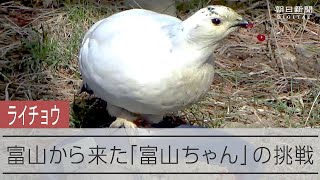 人工繁殖のライチョウ「野生に返す」　新たな挑戦