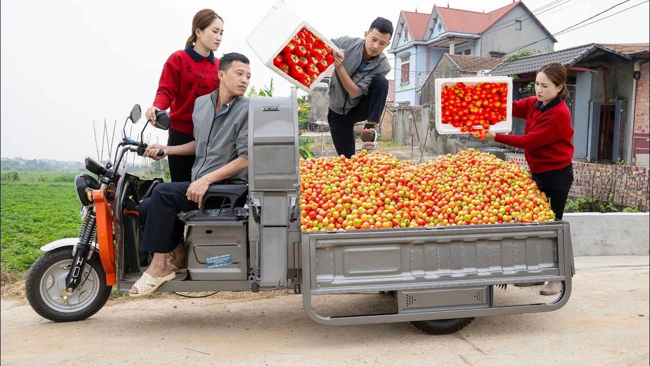 Happy moment, CEO Tuan becomes a real farmer, helping Hoa harvest tomatoes