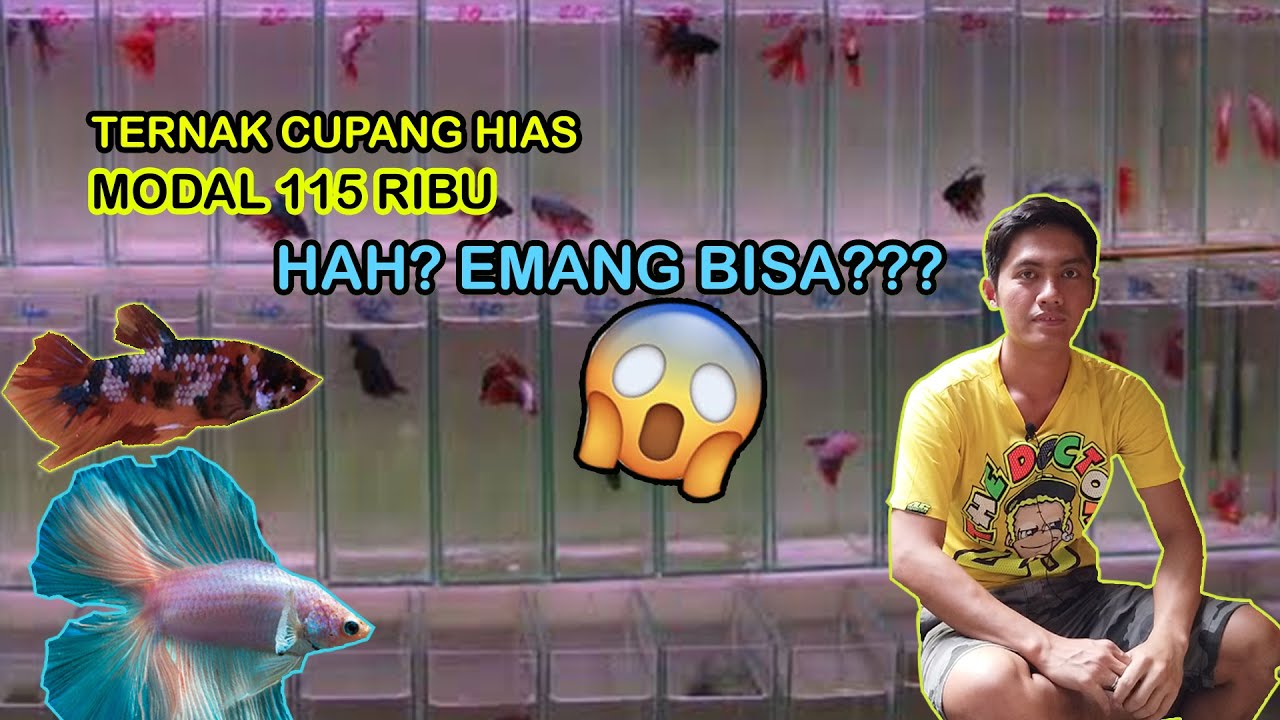 TERNAK CUPANG HIAS, DI LAHAN 4 METER