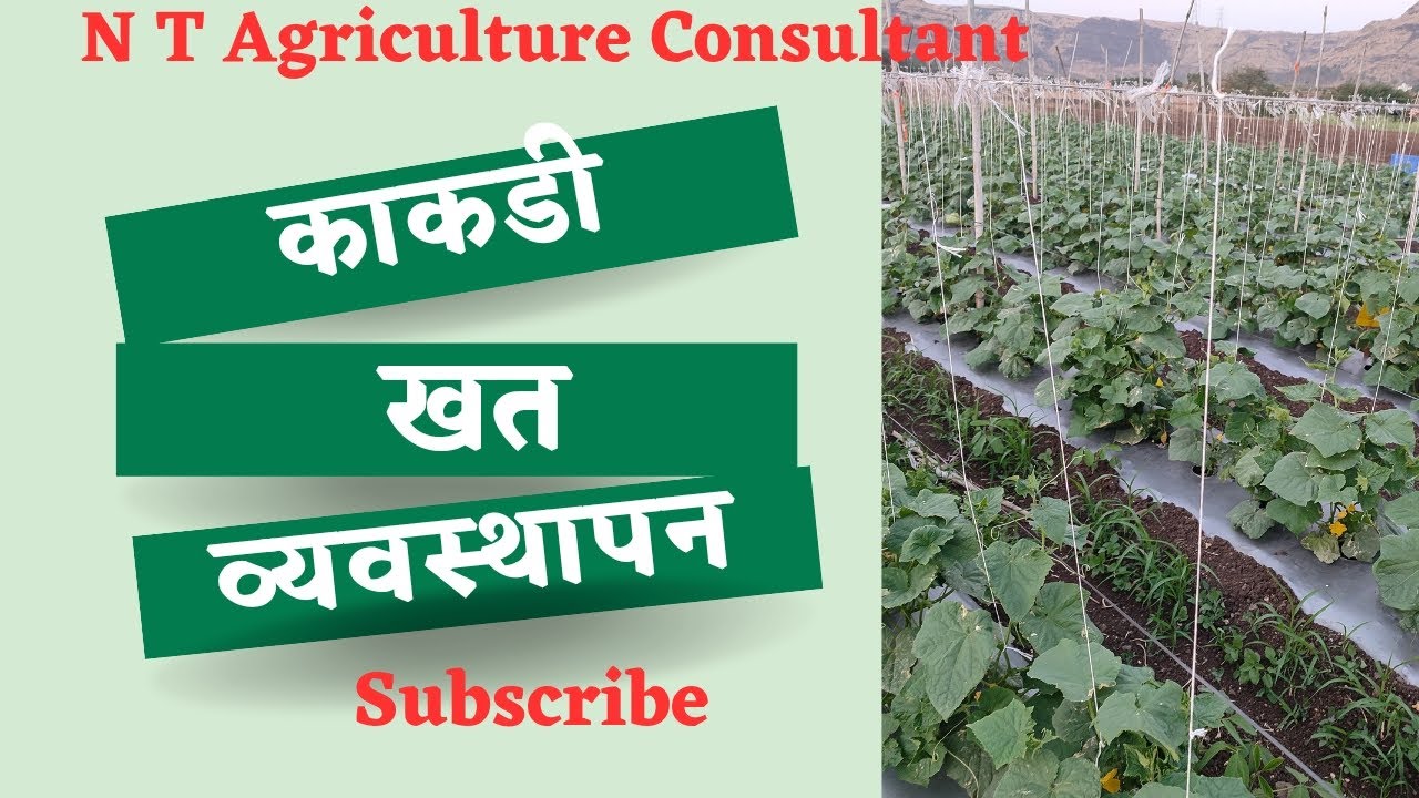 काकडी खत व्यवस्थापन हयाच पद्धतीनें करा?I kakadi khat I cucumber fertilizer I निलेश थोरात