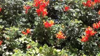 Tecoma Capensis - Cape Honeysuckle
