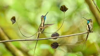 Marvelous Spatuletail Hummingbird courtship display and mating