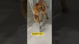 찍먹때리는밉상고양이 #cat #shortvideo #냥춘기 #kitten #다묘가정 #cute #고양이 #치즈태비 #길냥이구조