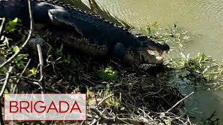 Brigada: Mga buwaya, ikinababahala ng mga residente ng Balabac, Palawan!